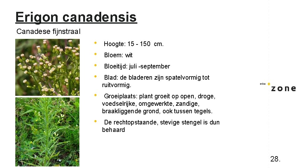 Erigon canadensis Canadese fijnstraal • • Hoogte: 15 - 150 cm. • Groeiplaats: plant