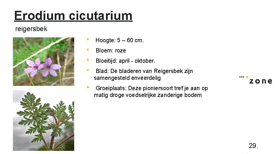 Erodium cicutarium reigersbek • • Hoogte: 5 – 60 cm. • Groeiplaats: Deze pioniersoort