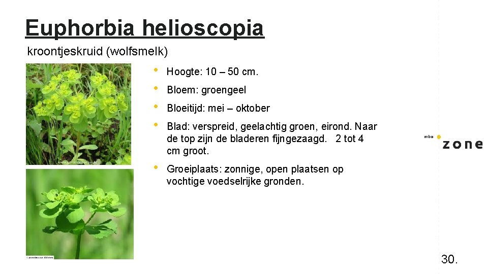 Euphorbia helioscopia kroontjeskruid (wolfsmelk) • • Hoogte: 10 – 50 cm. • Groeiplaats: zonnige,