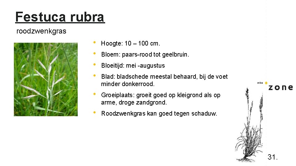 Festuca rubra roodzwenkgras • • Hoogte: 10 – 100 cm. • Groeiplaats: groeit goed