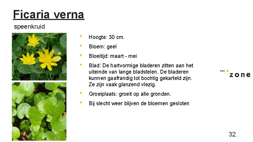 Ficaria verna speenkruid • • Hoogte: 30 cm. • • Groeiplaats: groeit op alle