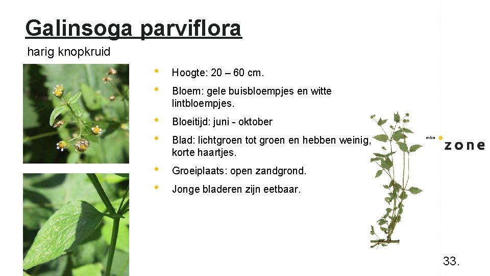 Galinsoga parviflora harig knopkruid • • Hoogte: 20 – 60 cm. • • Bloeitijd: