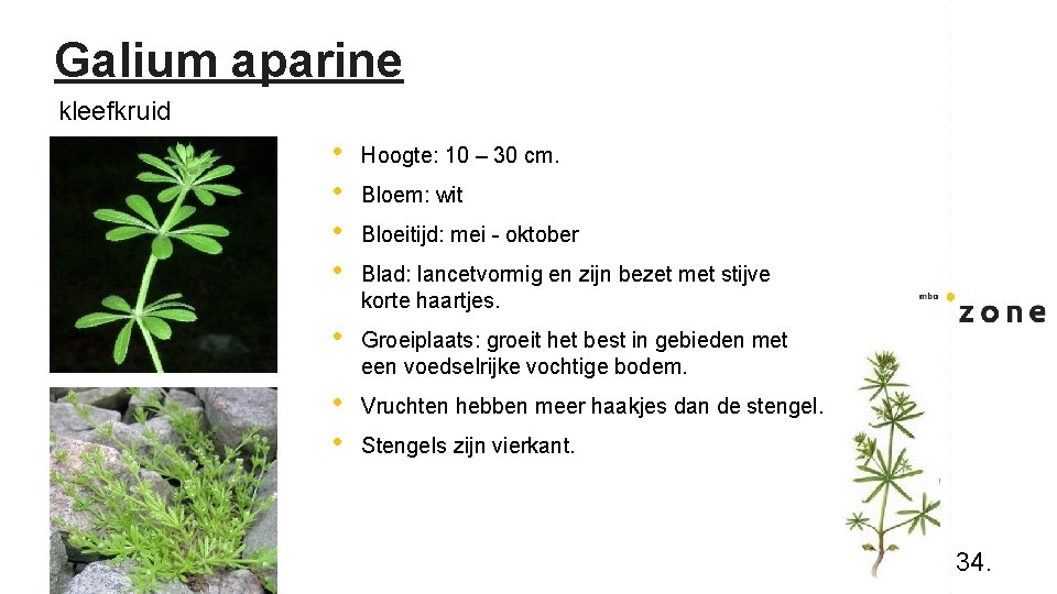 Galium aparine kleefkruid • • Hoogte: 10 – 30 cm. • Groeiplaats: groeit het