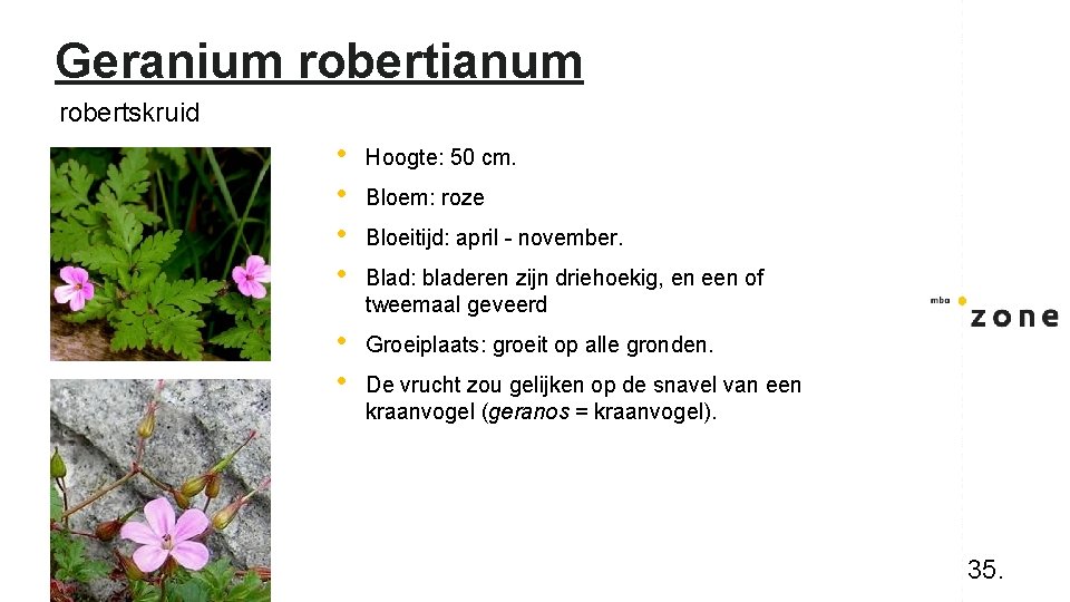 Geranium robertianum robertskruid • • Hoogte: 50 cm. • • Groeiplaats: groeit op alle