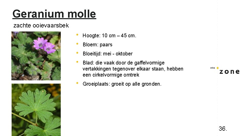 Geranium molle zachte ooievaarsbek • • Hoogte: 10 cm – 45 cm. • Groeiplaats: