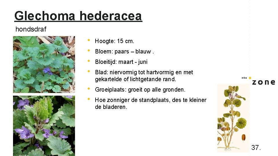 Glechoma hederacea hondsdraf • • Hoogte: 15 cm. • • Groeiplaats: groeit op alle