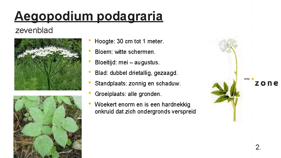 Aegopodium podagraria zevenblad • • Hoogte: 30 cm tot 1 meter. Bloem: witte schermen.