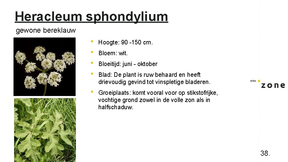 Heracleum sphondylium gewone bereklauw • • Hoogte: 90 -150 cm. • Groeiplaats: komt vooral