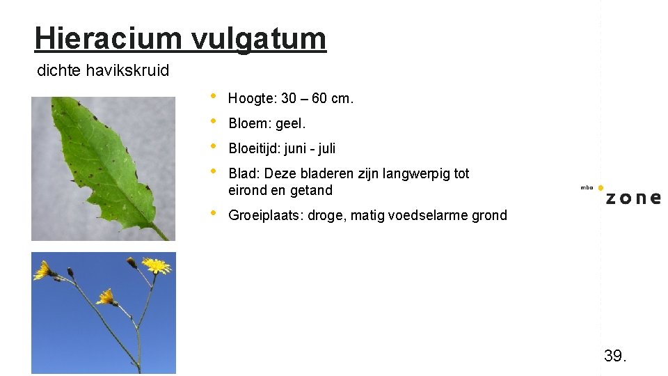 Hieracium vulgatum dichte havikskruid • • Hoogte: 30 – 60 cm. • Groeiplaats: droge,