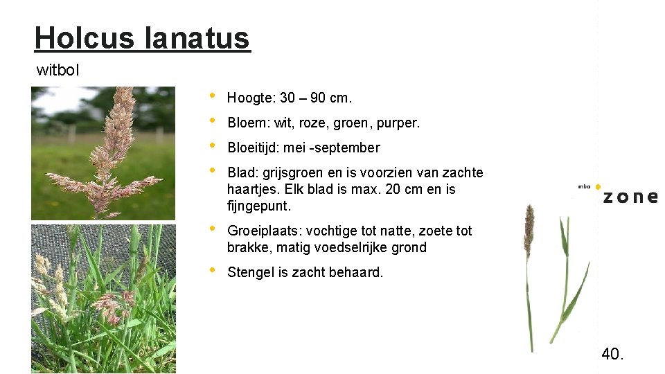 Holcus lanatus witbol • • Hoogte: 30 – 90 cm. • Groeiplaats: vochtige tot