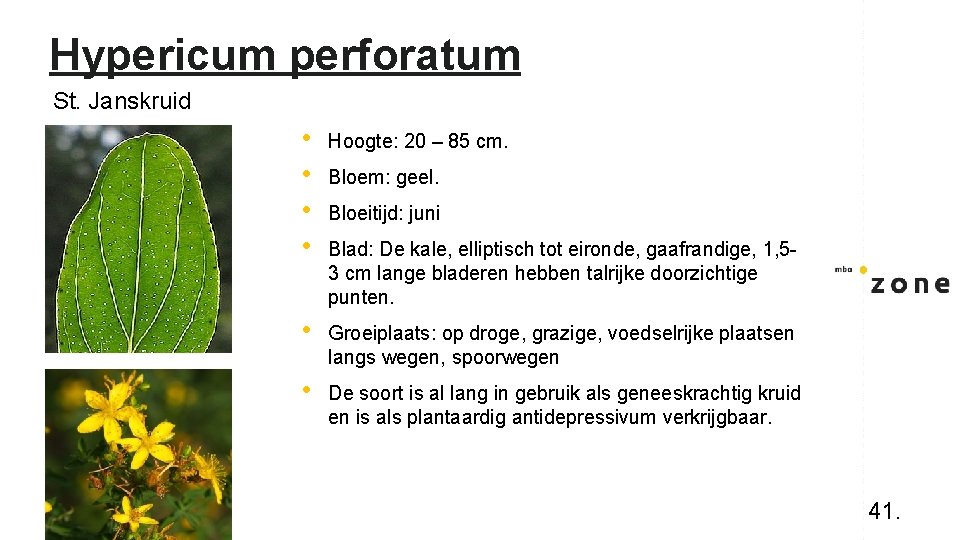 Hypericum perforatum St. Janskruid • • Hoogte: 20 – 85 cm. • Groeiplaats: op
