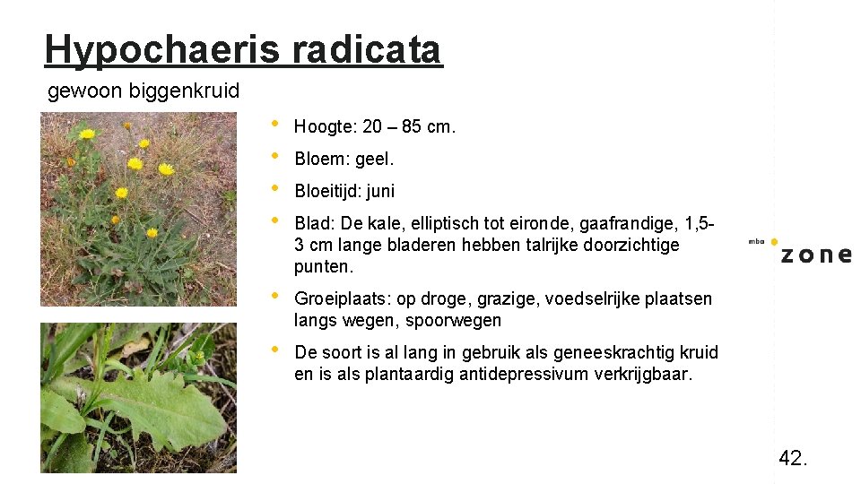 Hypochaeris radicata gewoon biggenkruid • • Hoogte: 20 – 85 cm. • Groeiplaats: op