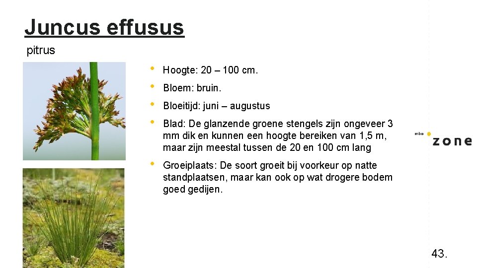 Juncus effusus pitrus • • Hoogte: 20 – 100 cm. • Groeiplaats: De soort