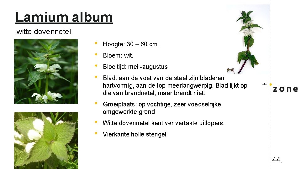 Lamium album witte dovennetel • • Hoogte: 30 – 60 cm. • Groeiplaats: op