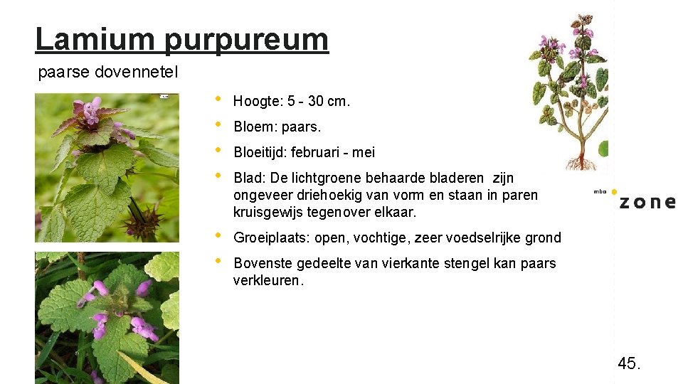 Lamium purpureum paarse dovennetel • • Hoogte: 5 - 30 cm. • • Groeiplaats: