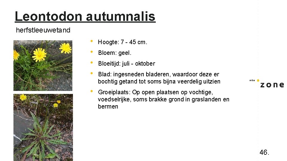 Leontodon autumnalis herfstleeuwetand • • Hoogte: 7 - 45 cm. • Groeiplaats: Op open
