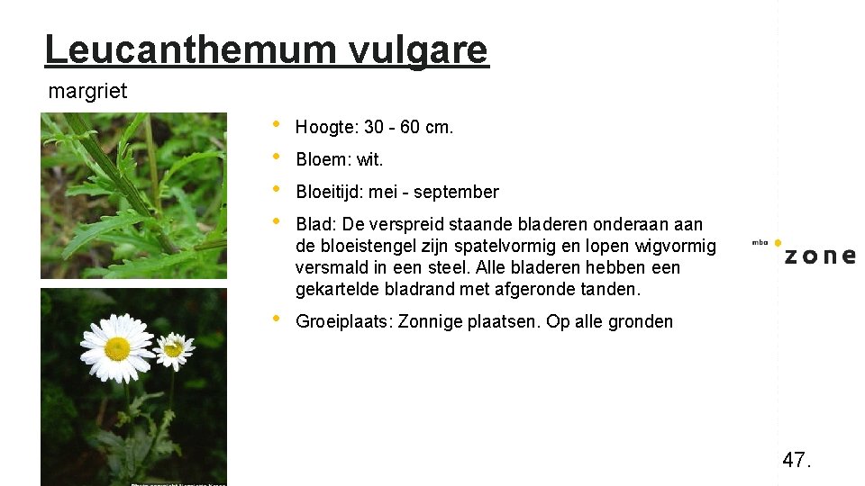 Leucanthemum vulgare margriet • • Hoogte: 30 - 60 cm. • Groeiplaats: Zonnige plaatsen.