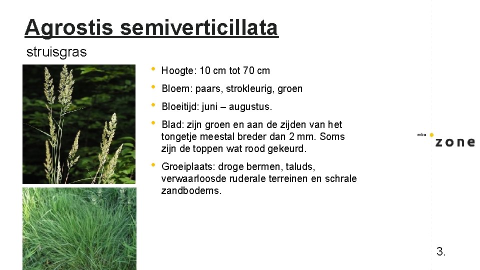 Agrostis semiverticillata struisgras • • Hoogte: 10 cm tot 70 cm • Groeiplaats: droge
