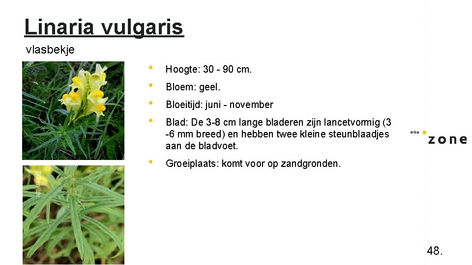Linaria vulgaris vlasbekje • • Hoogte: 30 - 90 cm. • Groeiplaats: komt voor