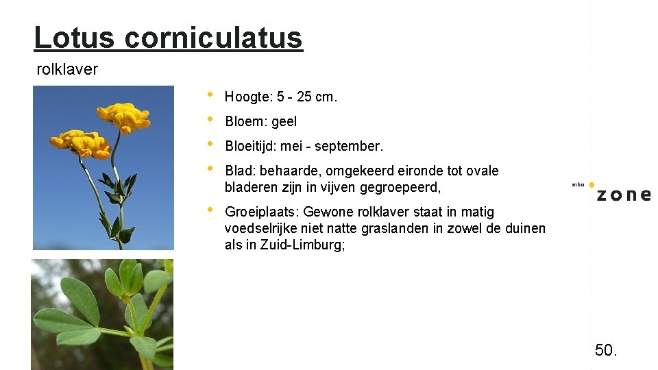 Lotus corniculatus rolklaver • • Hoogte: 5 - 25 cm. • Groeiplaats: Gewone rolklaver