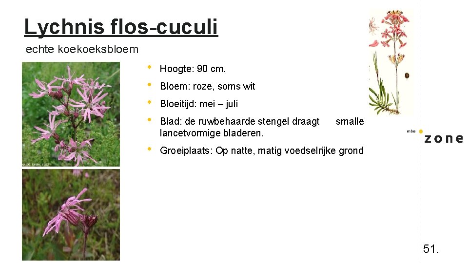 Lychnis flos-cuculi echte koekoeksbloem • • Hoogte: 90 cm. • Groeiplaats: Op natte, matig
