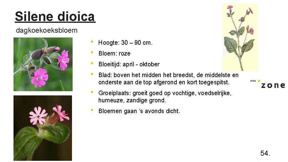 Silene dioica dagkoekoeksbloem • • Hoogte: 30 – 90 cm. • Groeiplaats: groeit goed