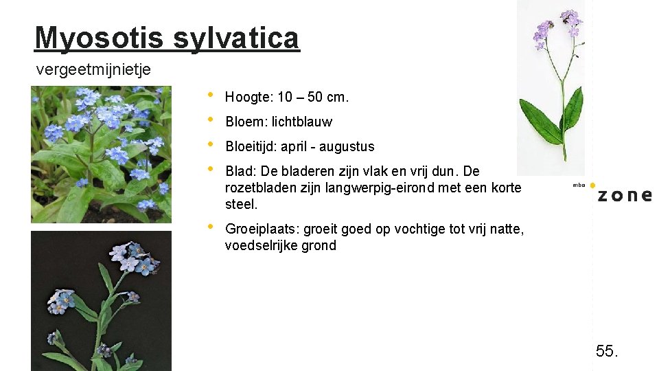 Myosotis sylvatica vergeetmijnietje • • Hoogte: 10 – 50 cm. • Groeiplaats: groeit goed