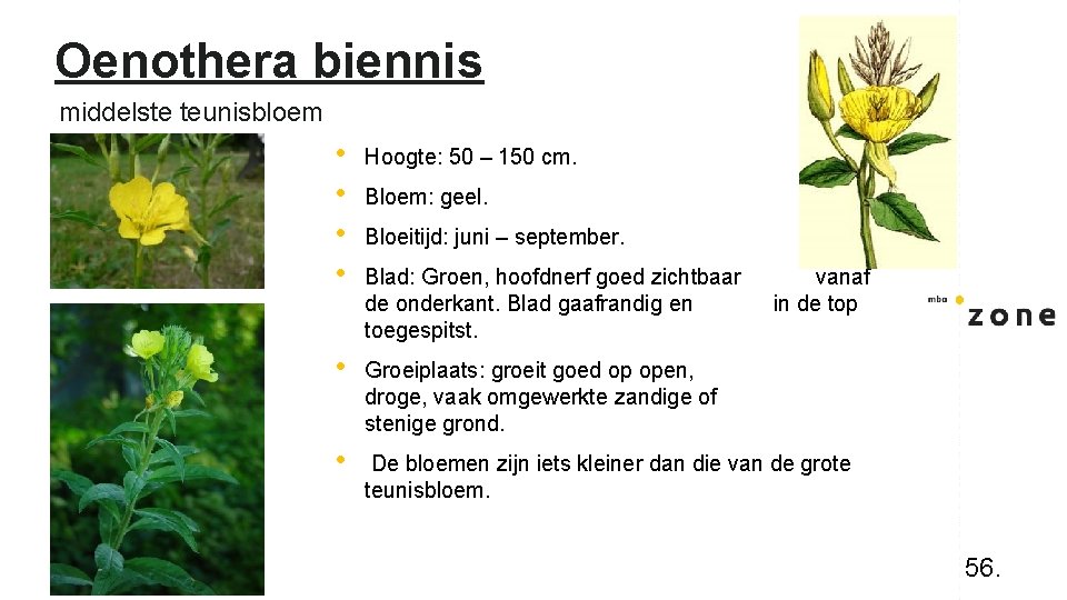 Oenothera biennis middelste teunisbloem • • Hoogte: 50 – 150 cm. • Groeiplaats: groeit