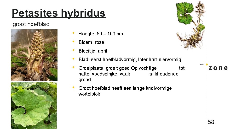 Petasites hybridus groot hoefblad • • • Hoogte: 50 – 100 cm. • Groot