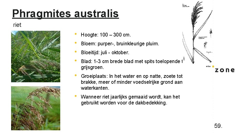 Phragmites australis riet • • Hoogte: 100 – 300 cm. • Groeiplaats: In het
