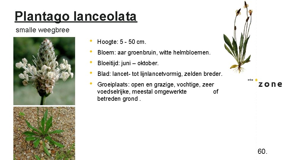 Plantago lanceolata smalle weegbree • • • Hoogte: 5 - 50 cm. Bloem: aar