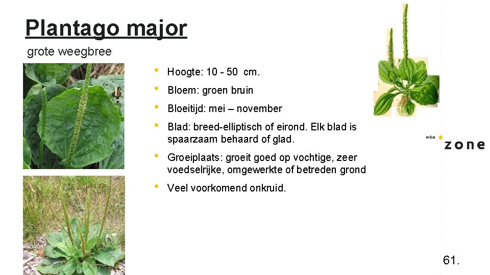 Plantago major grote weegbree • • Hoogte: 10 - 50 cm. • Groeiplaats: groeit