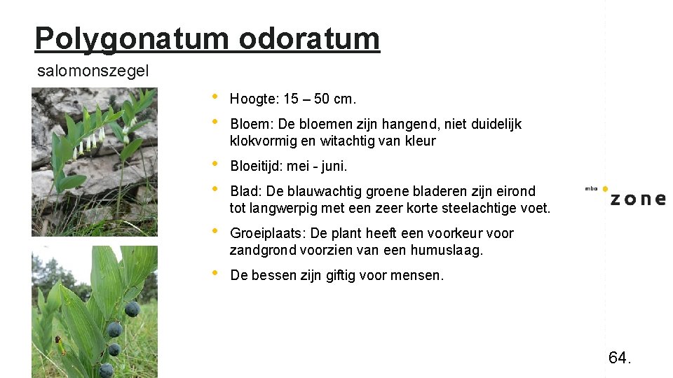 Polygonatum odoratum salomonszegel • • Hoogte: 15 – 50 cm. • • Bloeitijd: mei