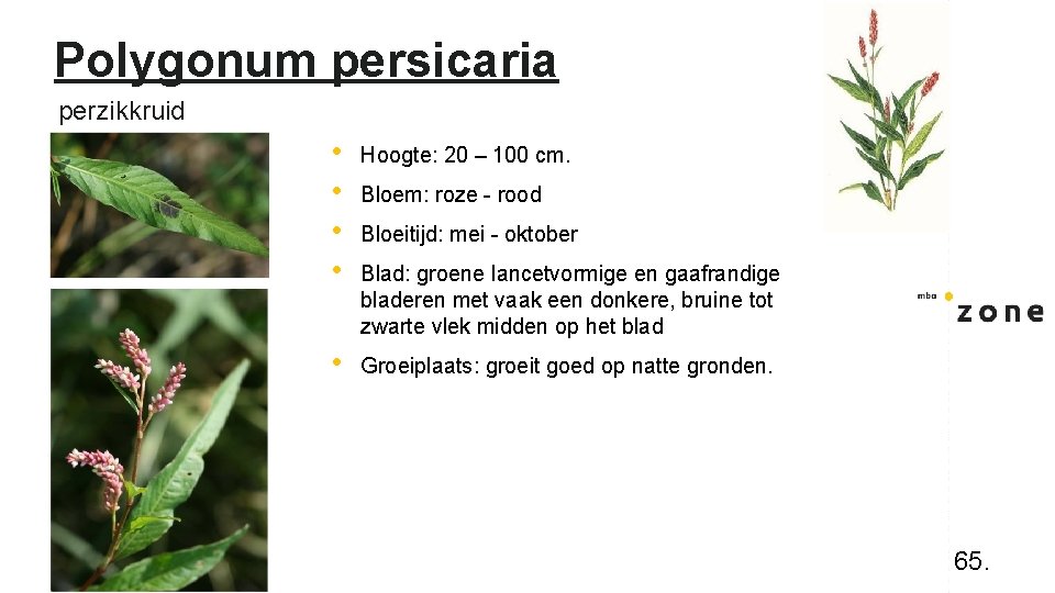 Polygonum persicaria perzikkruid • • Hoogte: 20 – 100 cm. • Groeiplaats: groeit goed