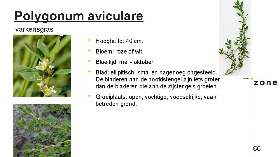 Polygonum aviculare varkensgras • • Hoogte: tot 40 cm. • Groeiplaats: open, vochtige, voedselrijke,