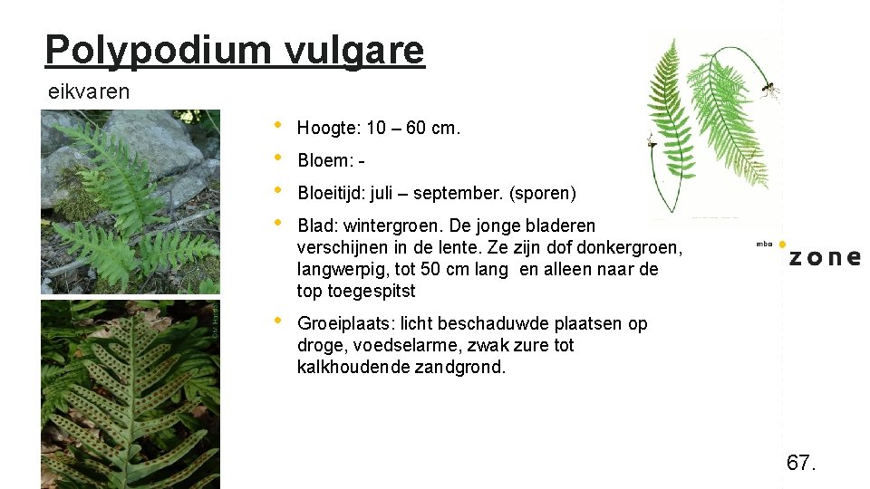 Polypodium vulgare eikvaren • • Hoogte: 10 – 60 cm. • Groeiplaats: licht beschaduwde