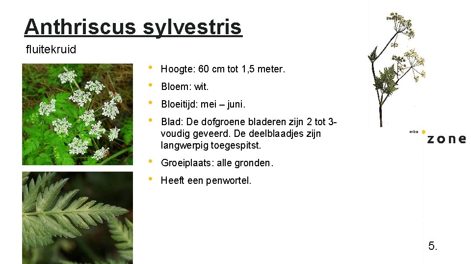 Anthriscus sylvestris fluitekruid • • Hoogte: 60 cm tot 1, 5 meter. • •