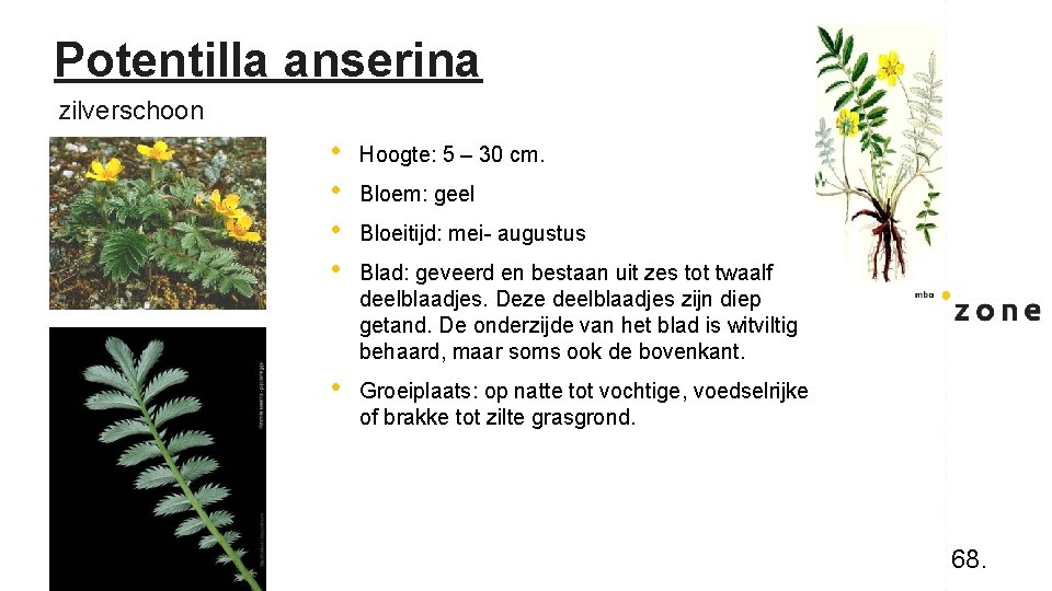 Potentilla anserina zilverschoon • • Hoogte: 5 – 30 cm. • Groeiplaats: op natte