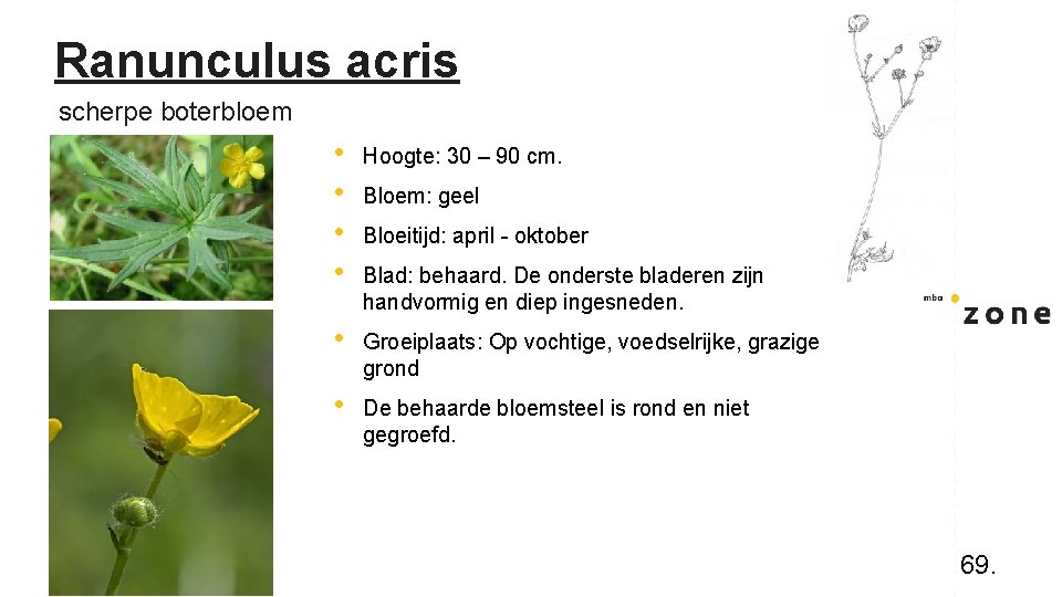 Ranunculus acris scherpe boterbloem • • Hoogte: 30 – 90 cm. • Groeiplaats: Op