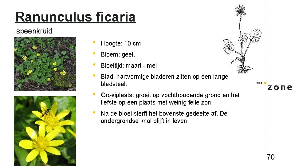 Ranunculus ficaria speenkruid • • Hoogte: 10 cm • Groeiplaats: groeit op vochthoudende grond
