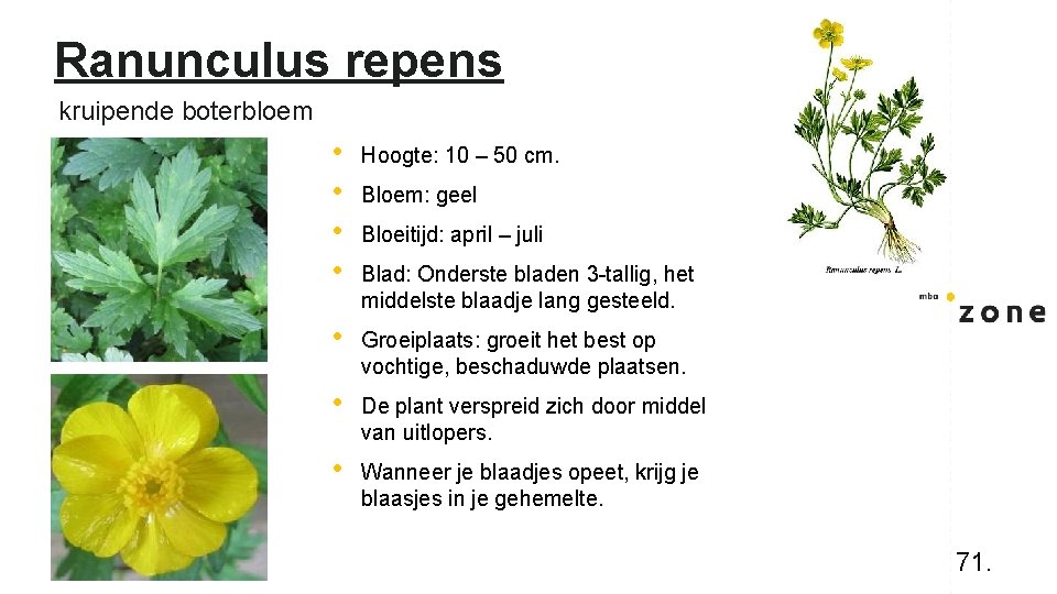 Ranunculus repens kruipende boterbloem • • Hoogte: 10 – 50 cm. • Groeiplaats: groeit