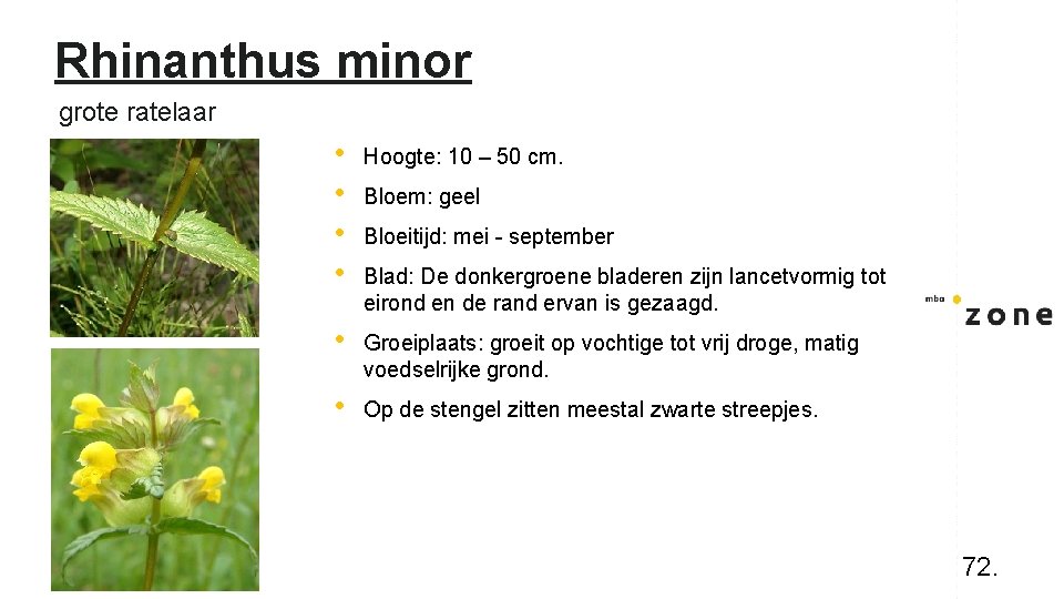 Rhinanthus minor grote ratelaar • • Hoogte: 10 – 50 cm. • Groeiplaats: groeit