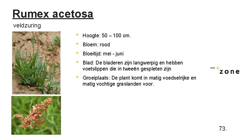 Rumex acetosa veldzuring • • Hoogte: 50 – 100 cm. • Groeiplaats: De plant