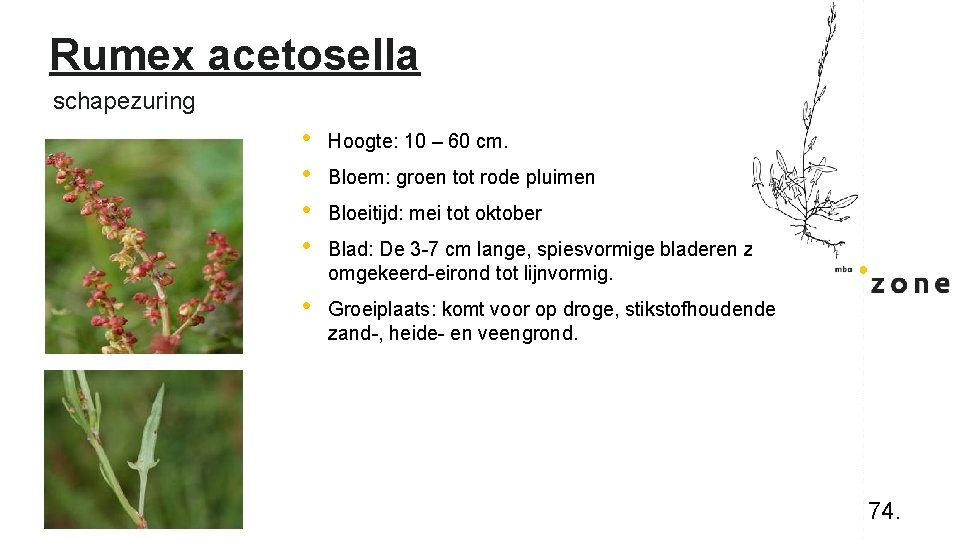 Rumex acetosella schapezuring • • Hoogte: 10 – 60 cm. • Groeiplaats: komt voor