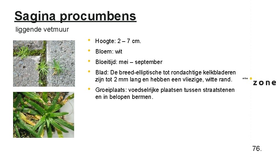 Sagina procumbens liggende vetmuur • • Hoogte: 2 – 7 cm. • Groeiplaats: voedselrijke