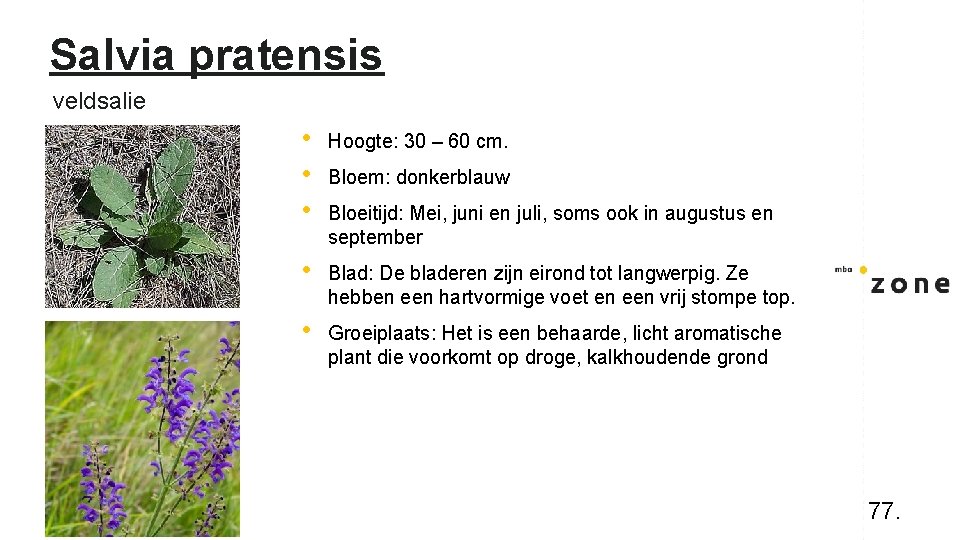 Salvia pratensis veldsalie • • • Hoogte: 30 – 60 cm. • Blad: De