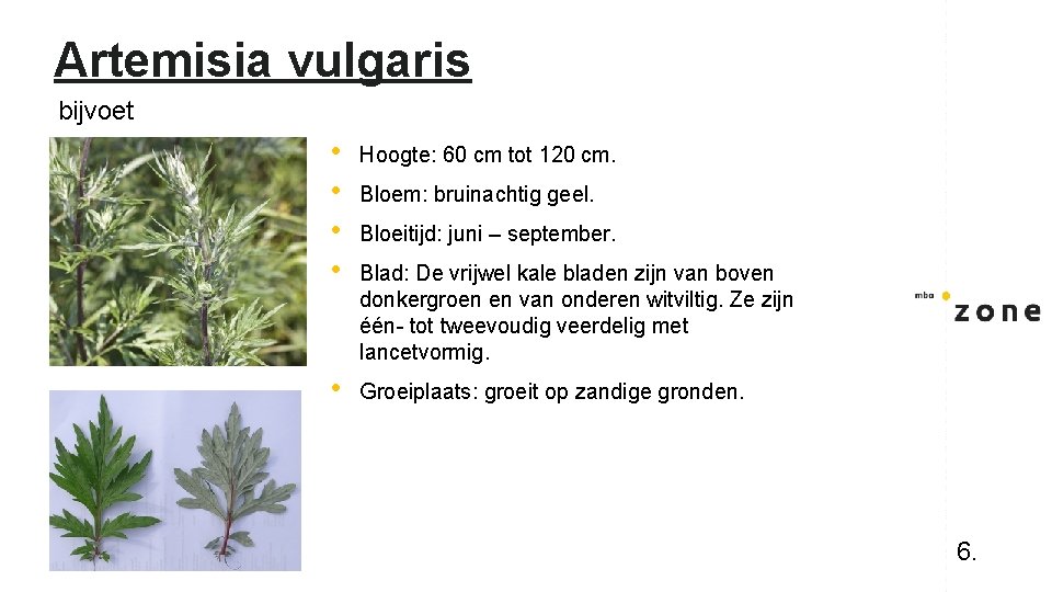 Artemisia vulgaris bijvoet • • Hoogte: 60 cm tot 120 cm. • Groeiplaats: groeit