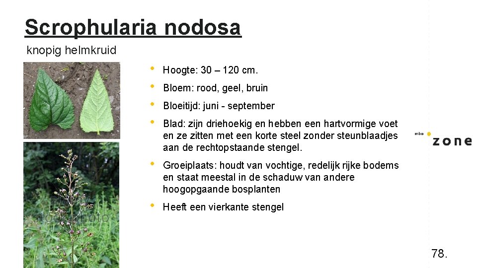 Scrophularia nodosa knopig helmkruid • • Hoogte: 30 – 120 cm. • Groeiplaats: houdt