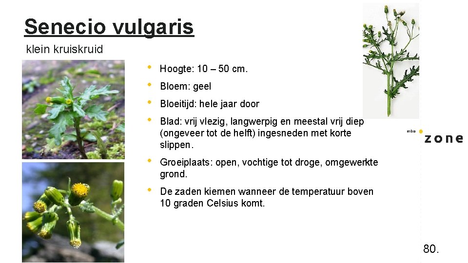Senecio vulgaris klein kruiskruid • • Hoogte: 10 – 50 cm. • Groeiplaats: open,