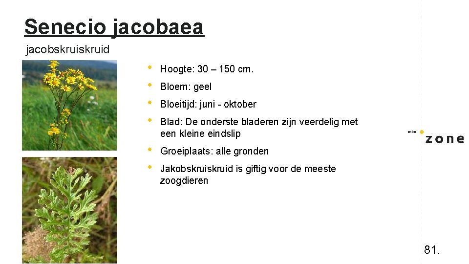 Senecio jacobaea jacobskruid • • Hoogte: 30 – 150 cm. • • Groeiplaats: alle